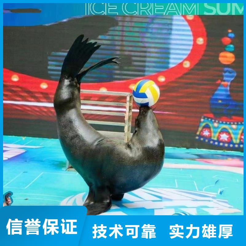 同城【兮洋】海狮企鹅表演出租实力厂家