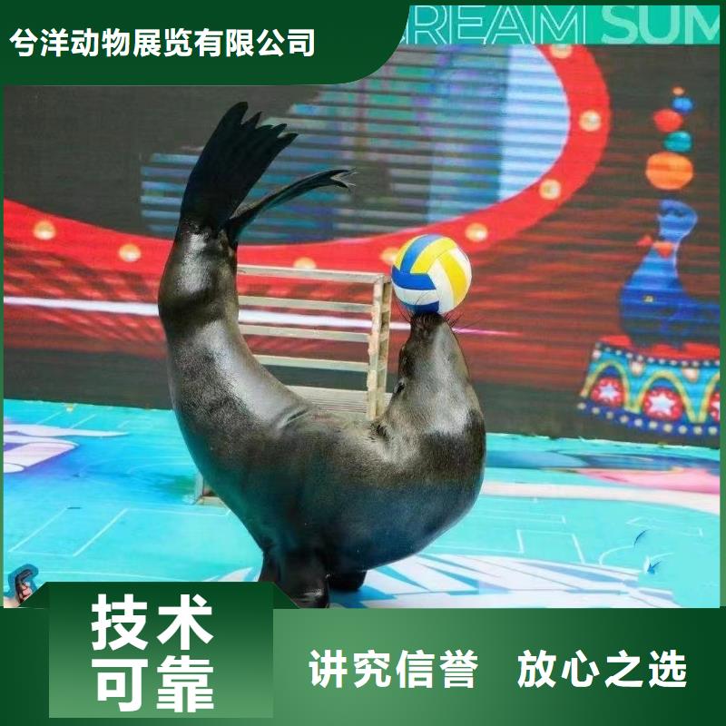 海狮表演出租海洋动物