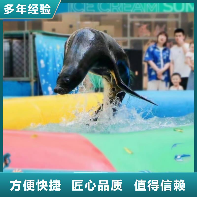 文昌市海狮企鹅表演出租图片参考