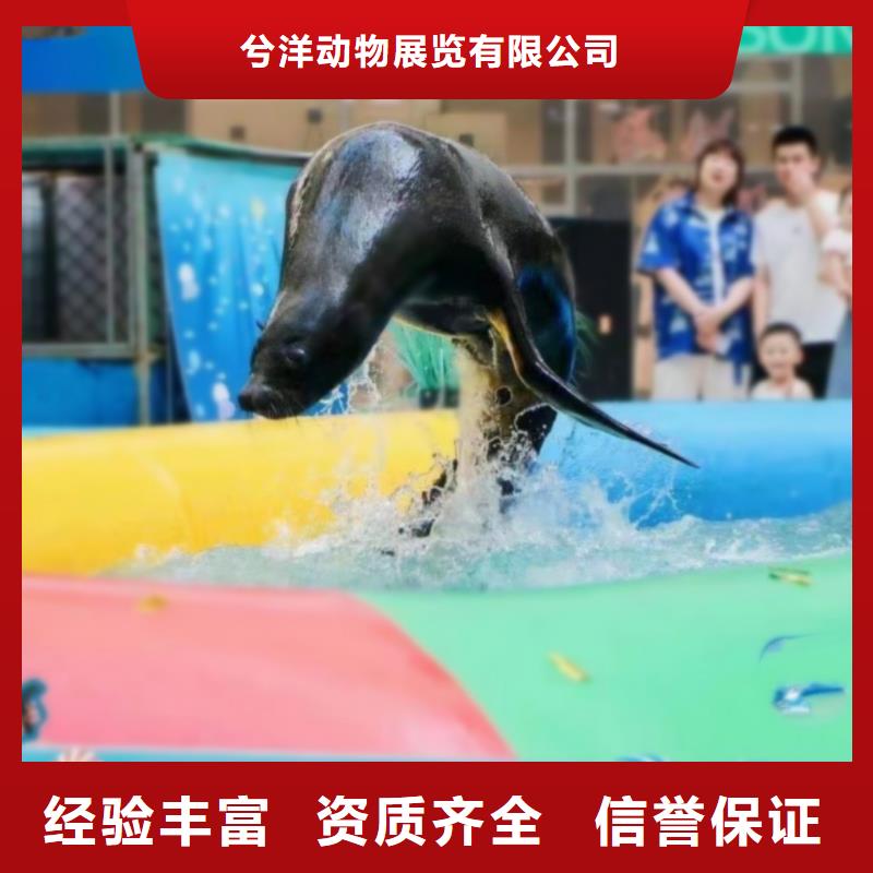 采购(兮洋)海洋主题动物表演海狮表演出租多年经验