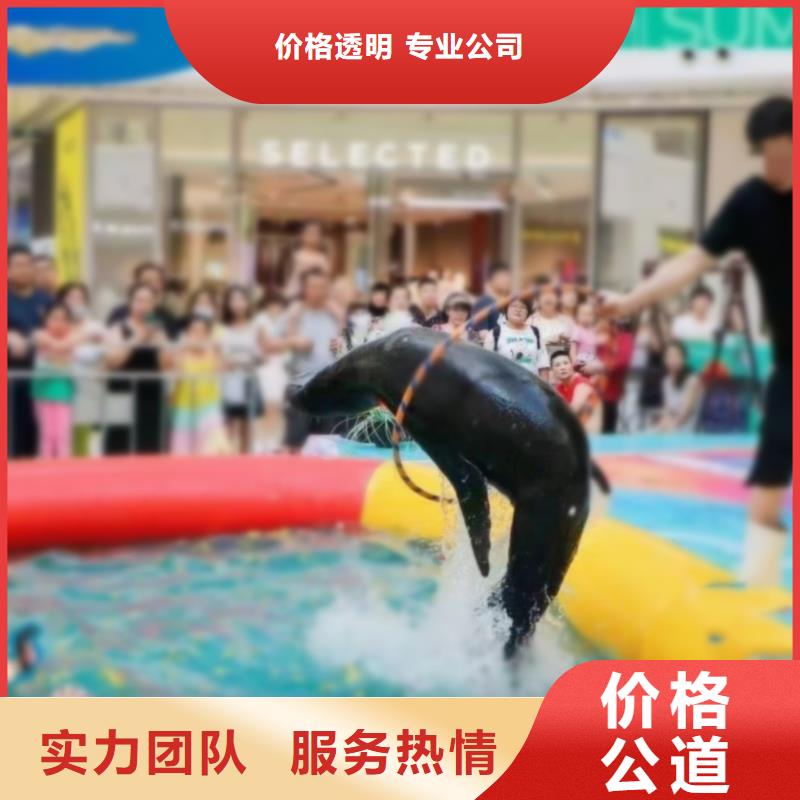 海洋主题动物表演海狮表演出租讲究信誉