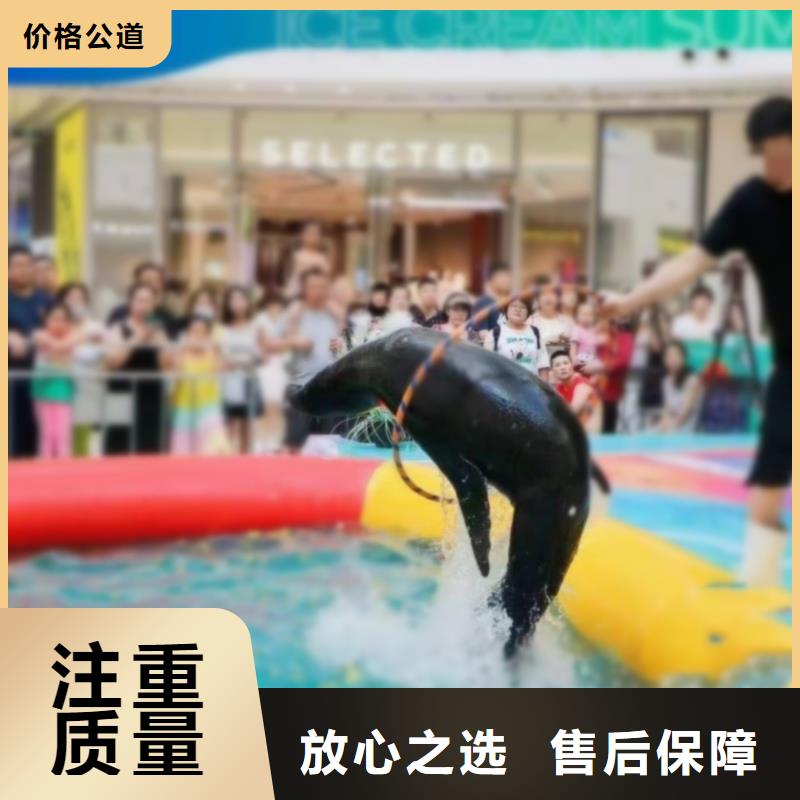 海洋主题动物表演海狮表演出租多年经验