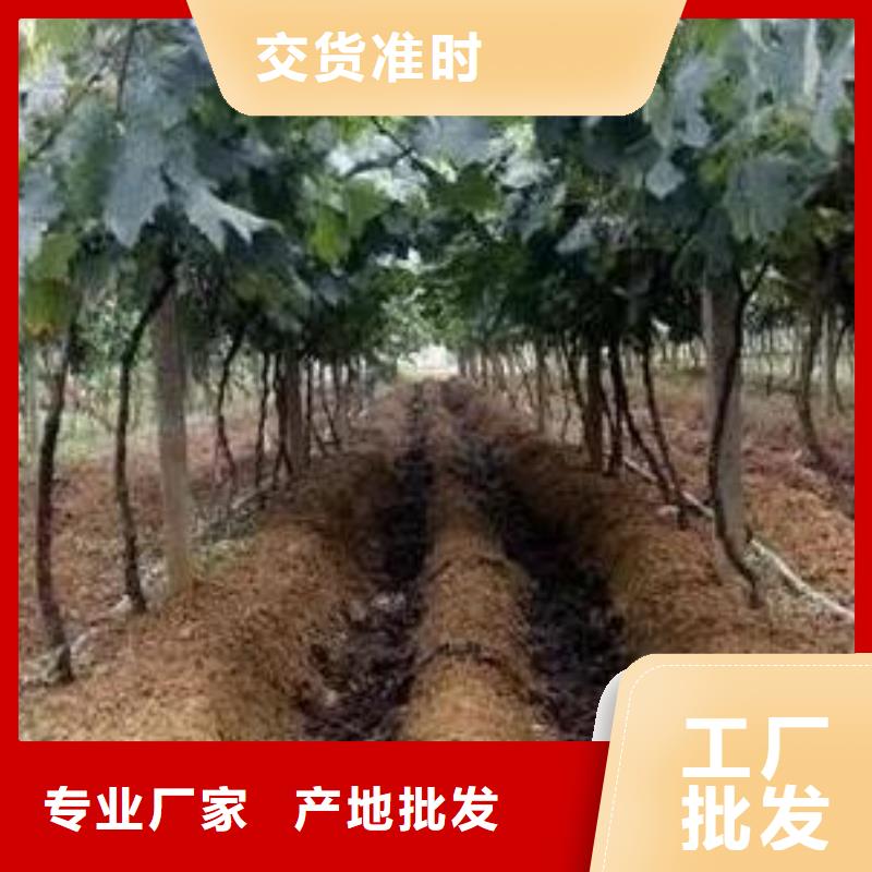 【香满路】汕头谷饶镇稻壳鸡粪提升土壤肥力
