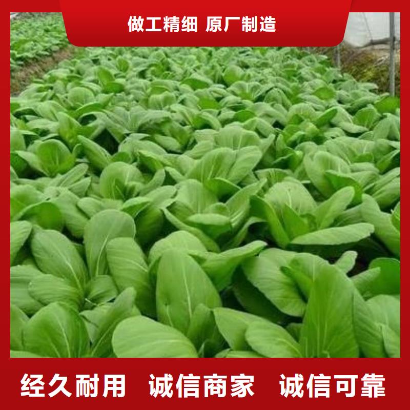 [香满路]滕州万荣洛川腐熟发酵鸡粪增加土壤肥力