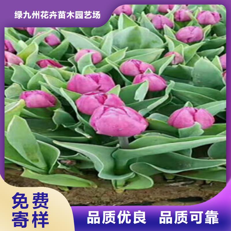 时令草花花海景观工程工厂自营