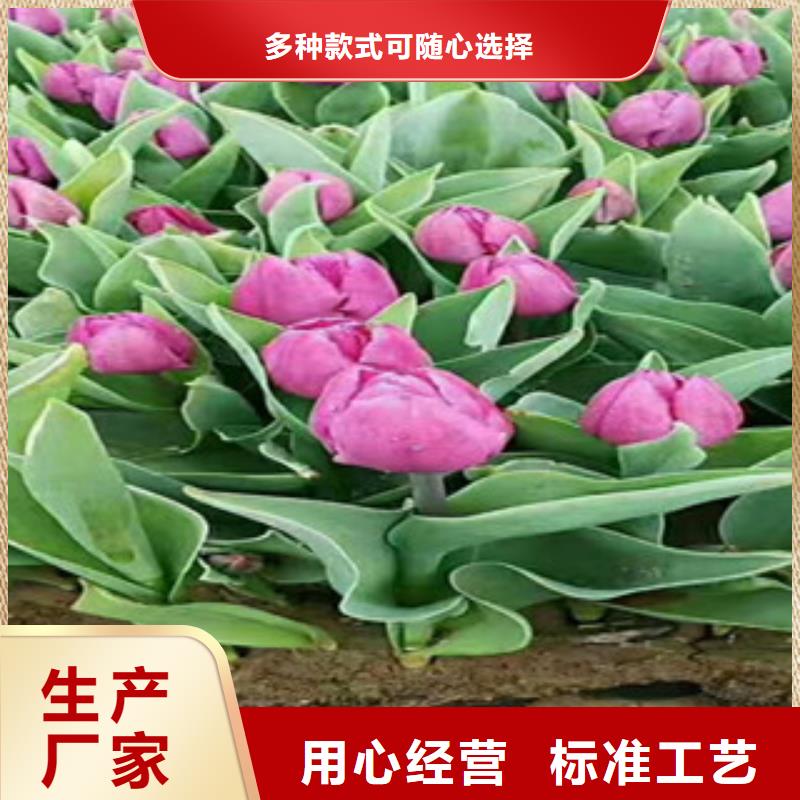 时令草花_【花海景观工程】品质值得信赖