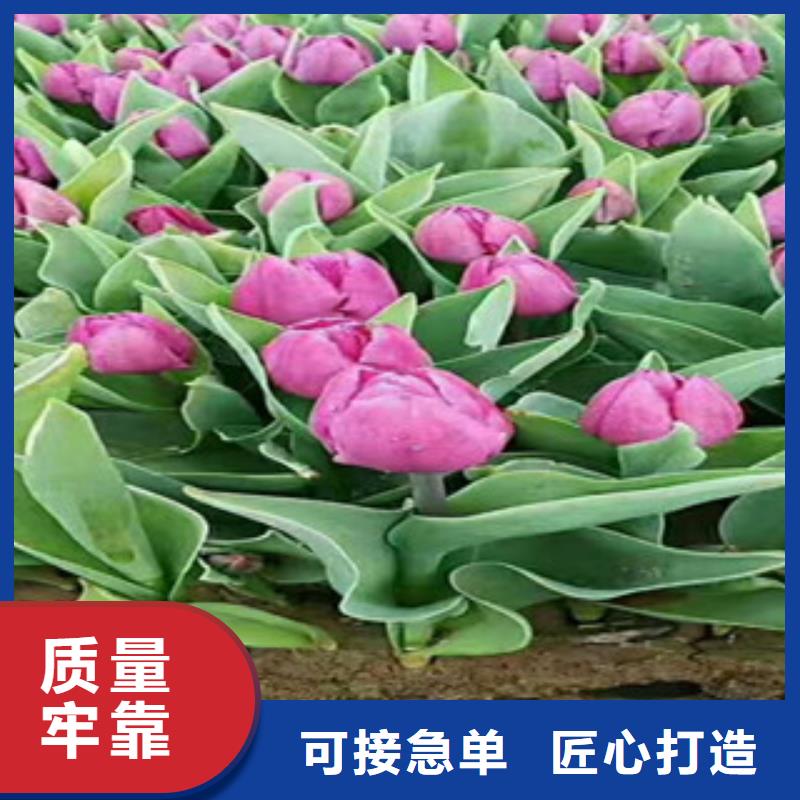 【时令草花】-宿根花卉基地实力优品