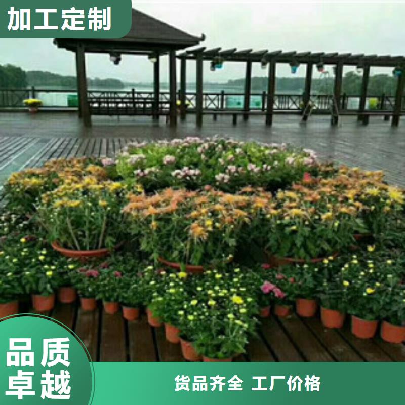 时令草花【时令花卉/绿化草花价格】0中间商差价