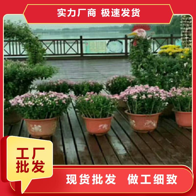 时令草花宿根花卉基地大厂家实力看得见