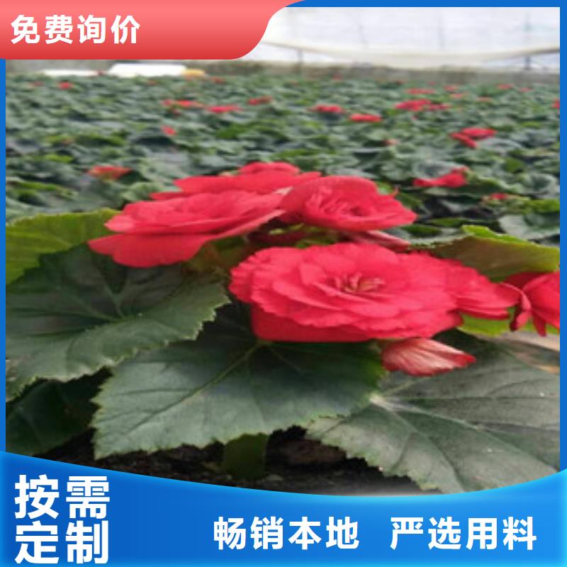 【时令草花】-宿根花卉基地实力优品