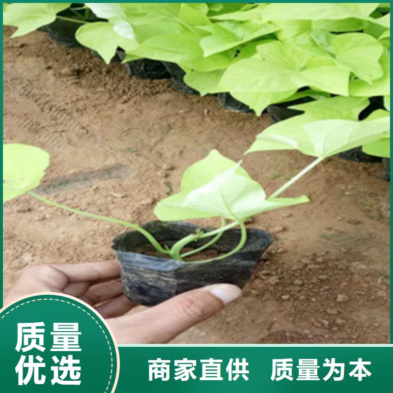 时令草花,水生植物/荷花睡莲实时报价