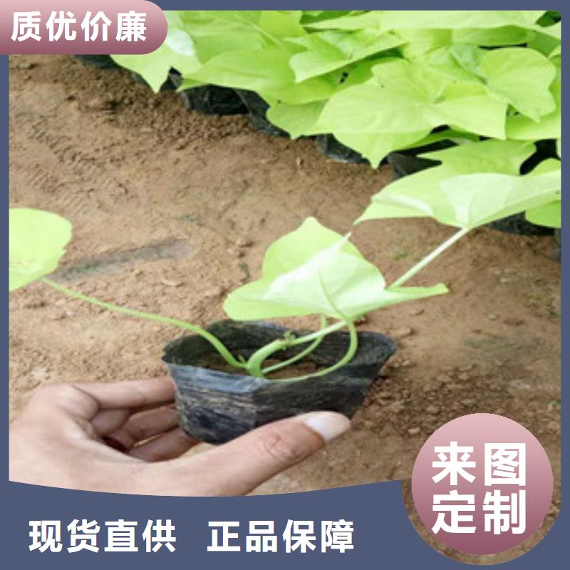 【时令草花水生植物/荷花睡莲今日新品】