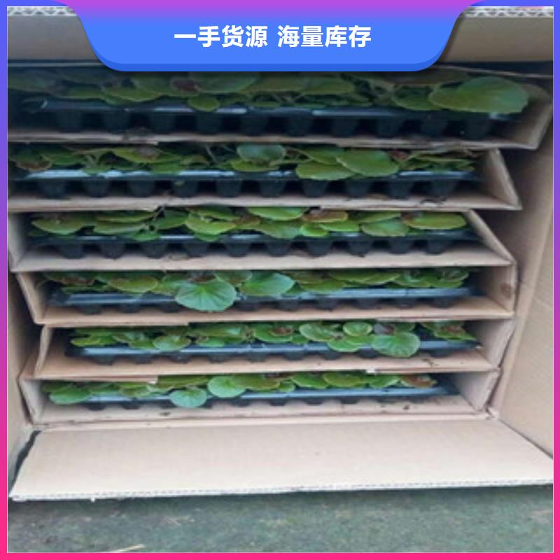 时令草花【时令花卉/绿化草花价格】0中间商差价