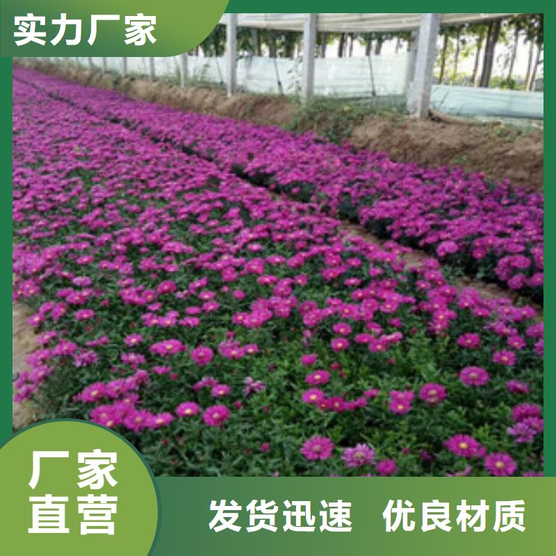 【时令草花】-耐寒耐旱草花基地讲信誉保质量