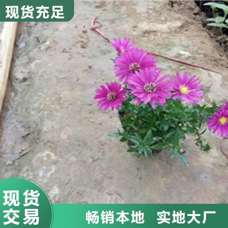 时令草花,水生植物/荷花睡莲实时报价