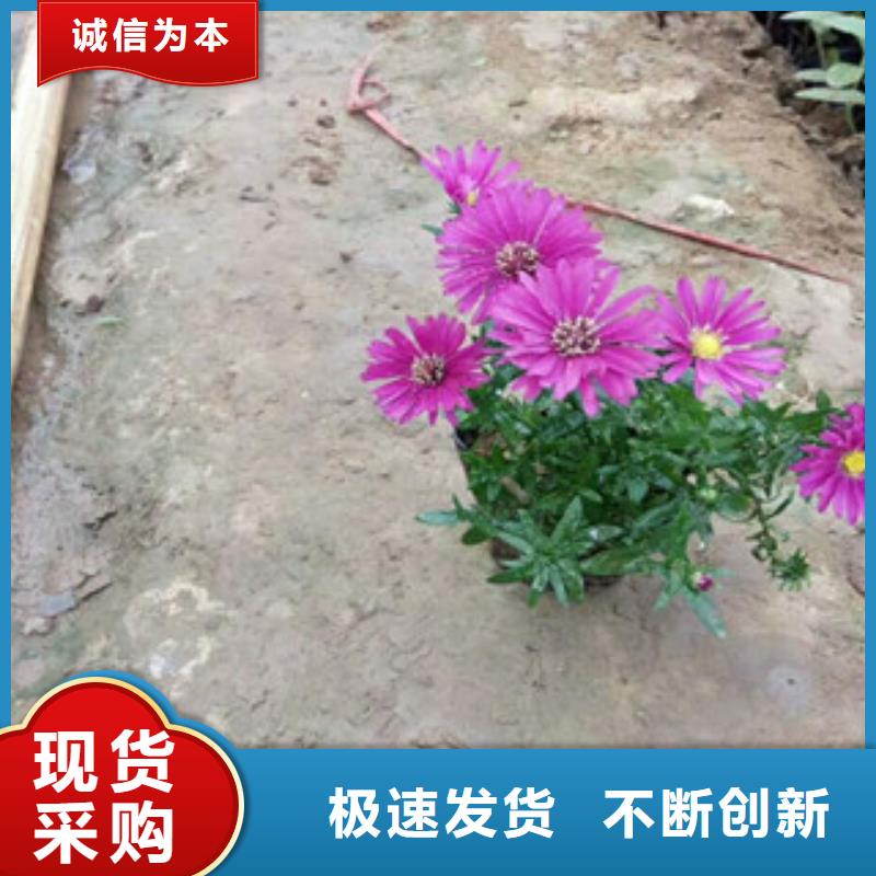 时令草花花海景观工程高性价比