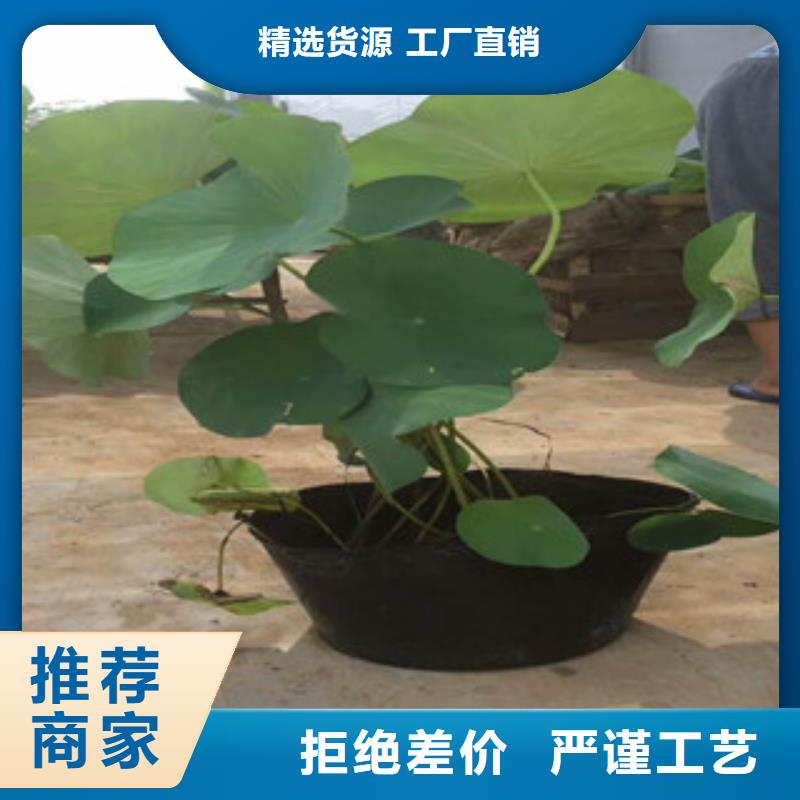 时令草花_【花海景观工程】品质值得信赖