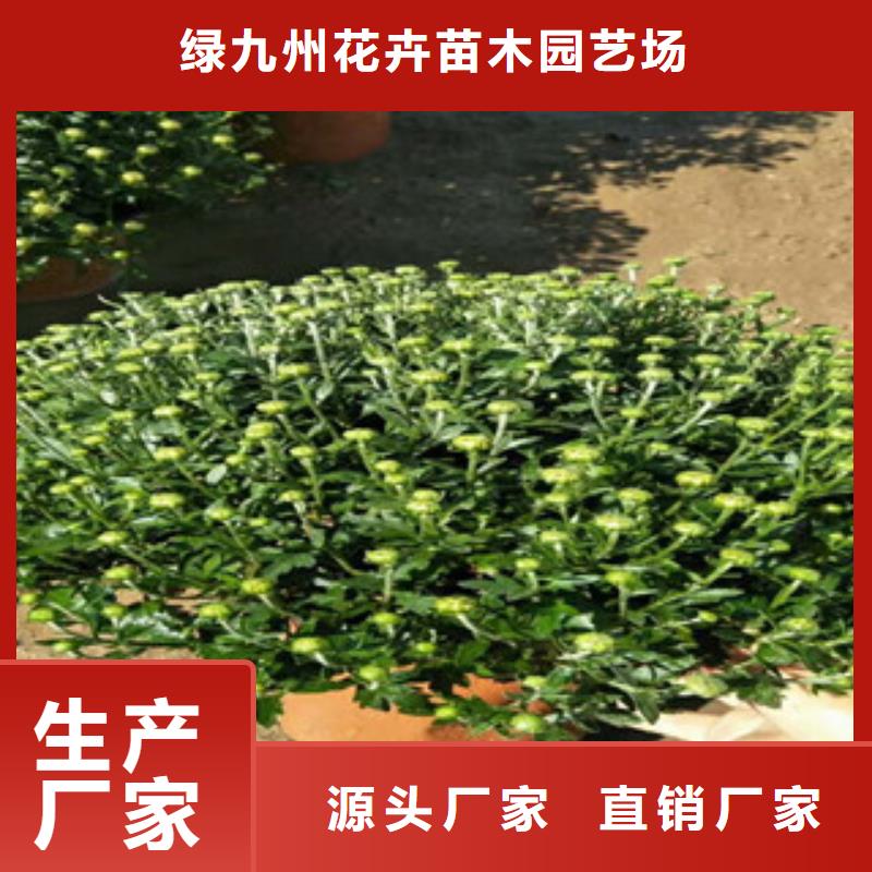 时令草花,水生植物/荷花睡莲实时报价