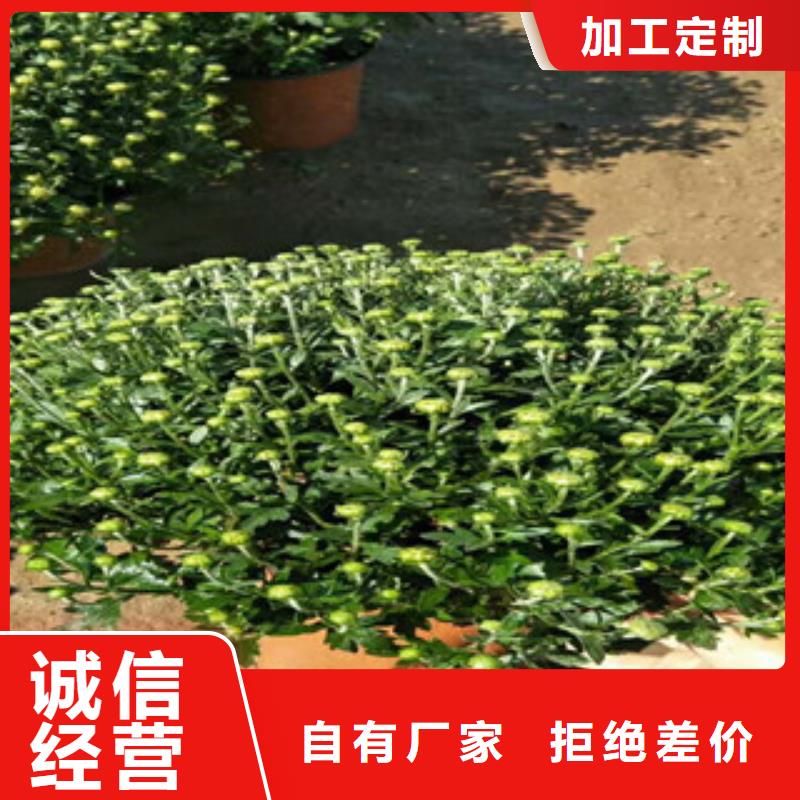 【时令草花观赏草/蒲苇狼尾草售后无忧】