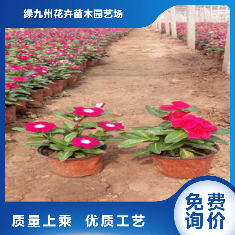 时令草花【时令花卉/绿化草花价格】0中间商差价