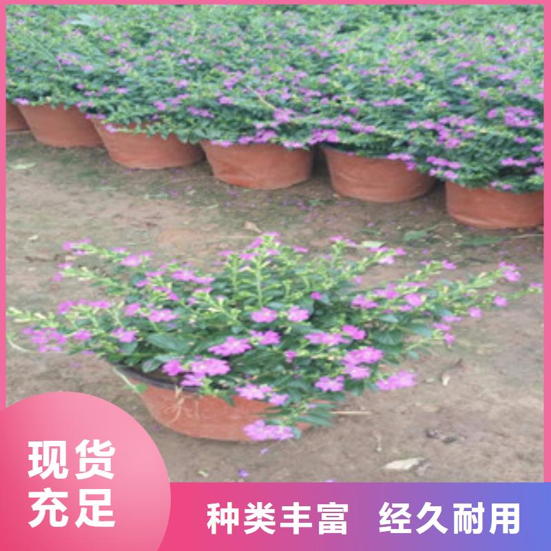 时令草花【花海景观工程】厂家规格全