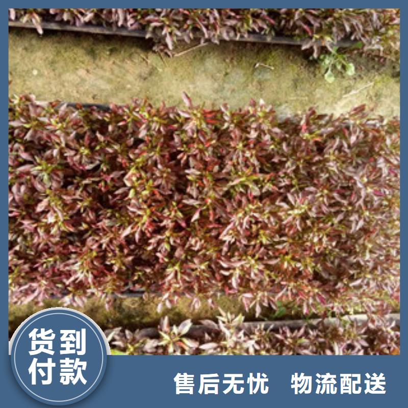 【时令草花】-耐寒耐旱草花基地讲信誉保质量