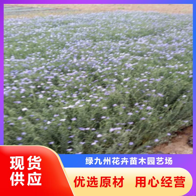 宿根花卉,耐寒耐旱草花基地支持批发零售