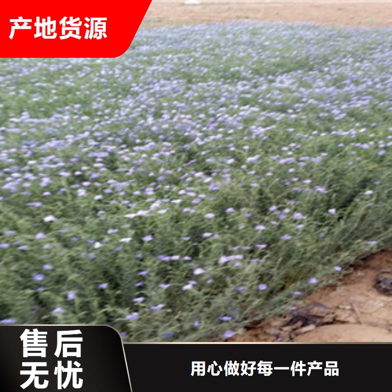 宿根花卉耐寒耐旱草花基地工厂直营