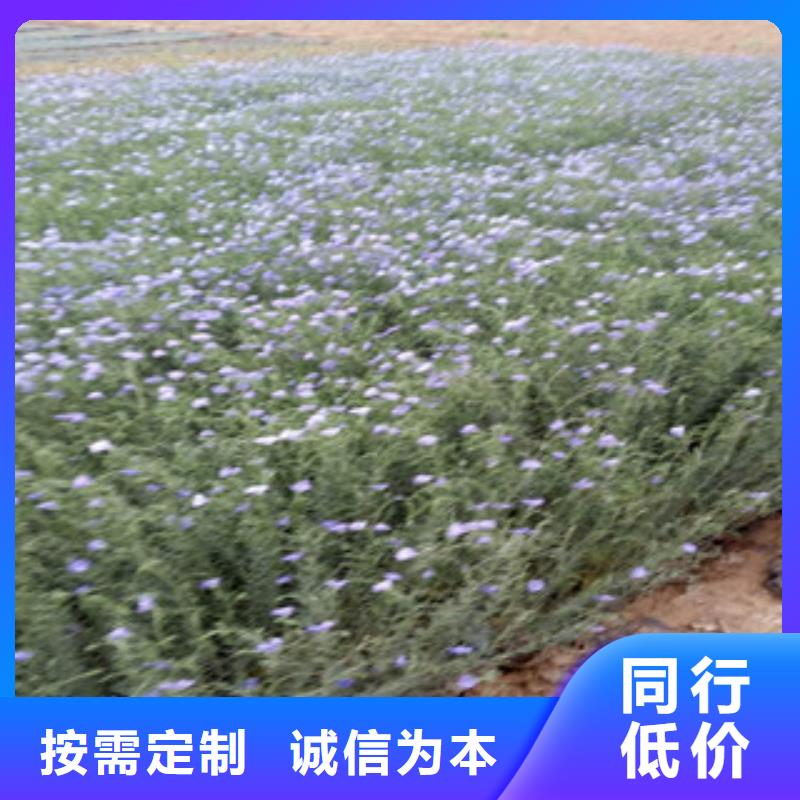 宿根花卉柳叶马鞭草/薰衣草追求细节品质