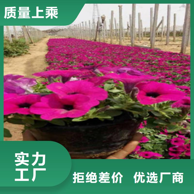 宿根花卉【水生植物/荷花睡莲】专注细节专注品质