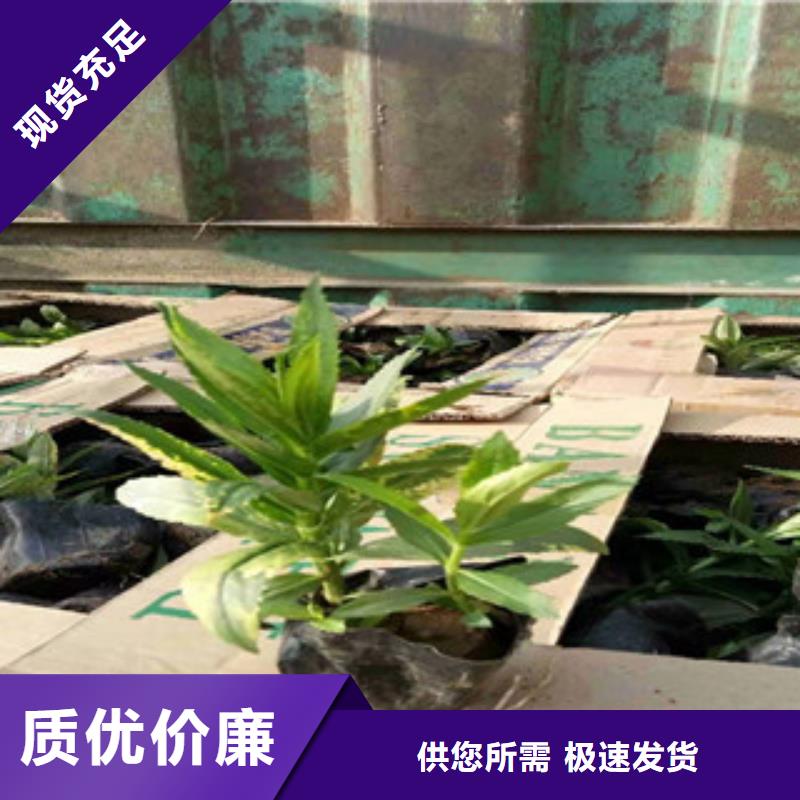 宿根花卉,水生植物/荷花睡莲用心做品质