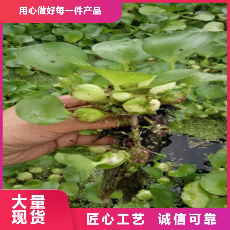 【宿根花卉宿根花卉基地符合行业标准】