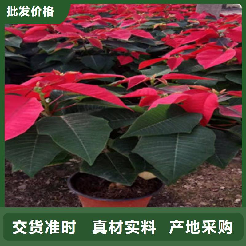 宿根花卉,时令花卉/绿化草花价格质量无忧