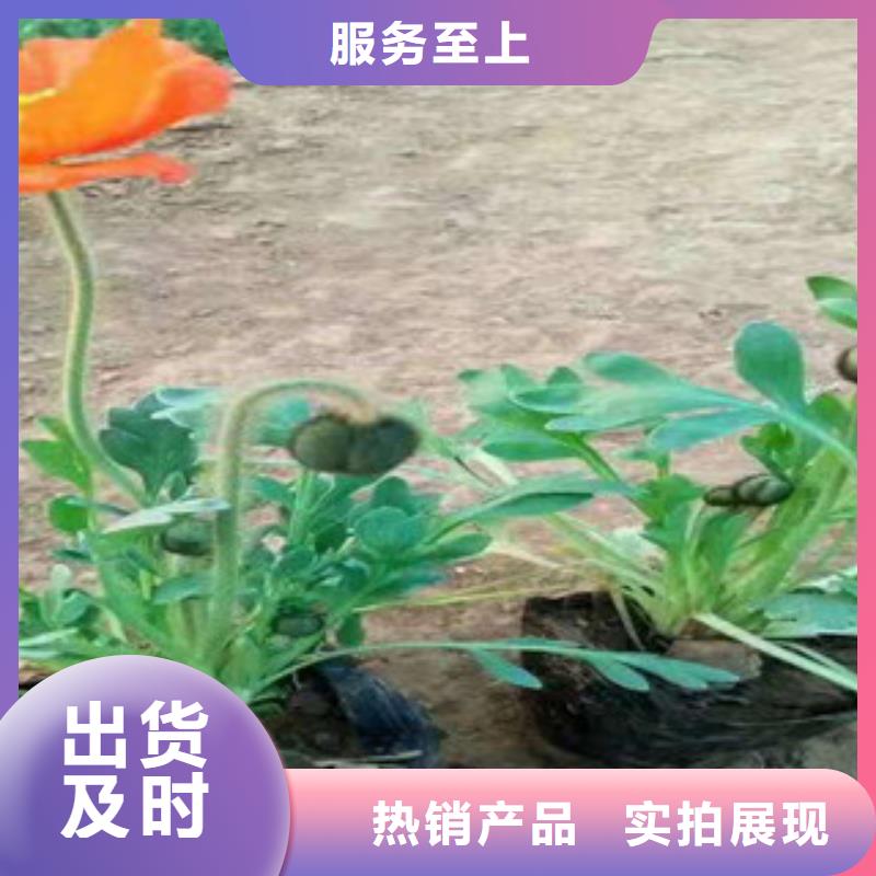 宿根花卉花海景观工程大库存无缺货危机