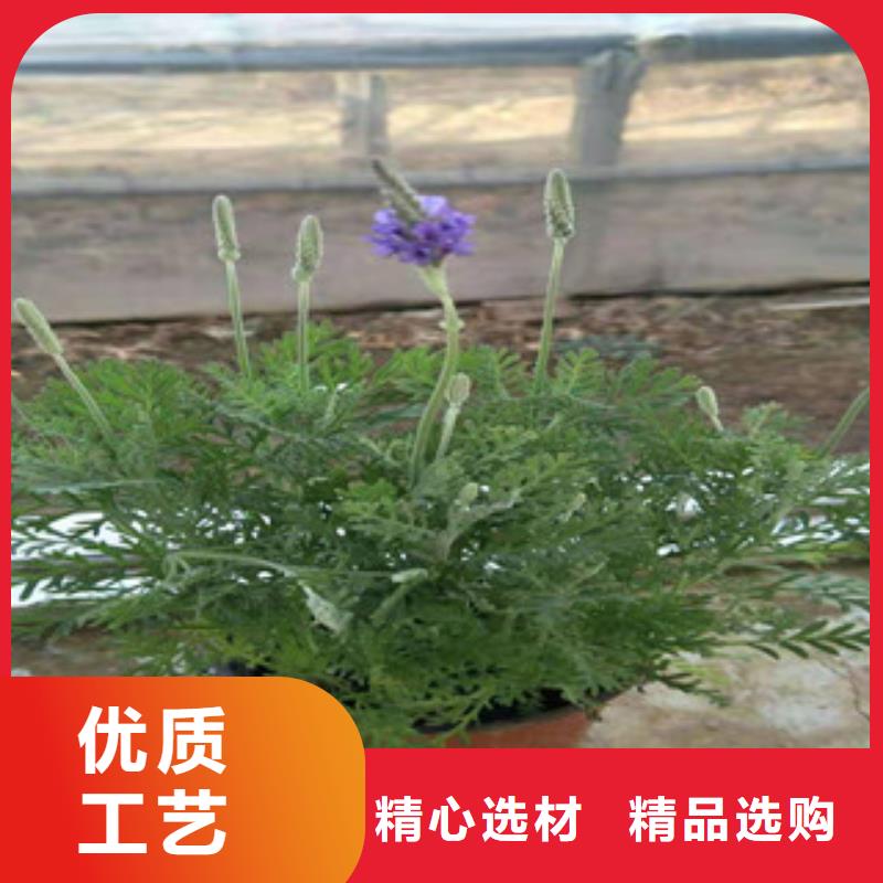 宿根花卉鲁冰花/粉黛乱子草严谨工艺