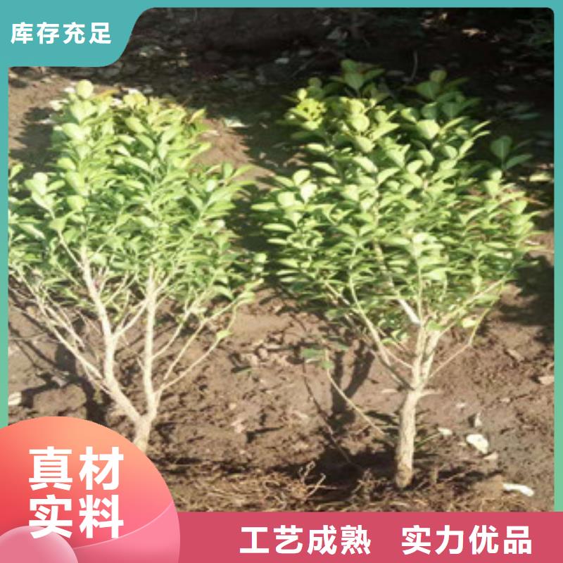 宿根花卉【鲁冰花/粉黛乱子草】货品齐全