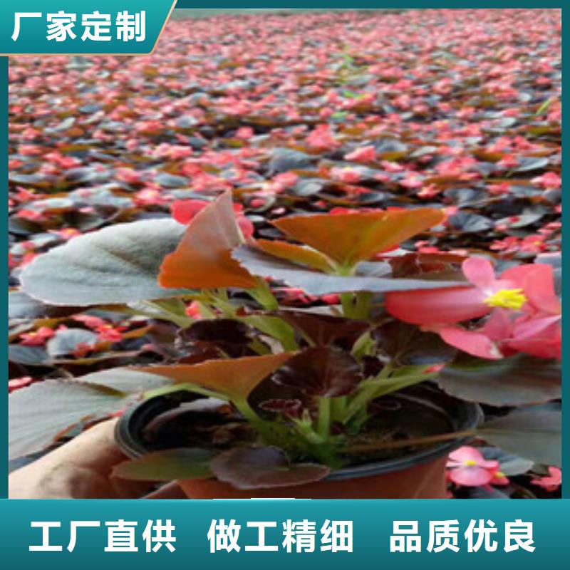 【宿根花卉】花海景观工程品种全