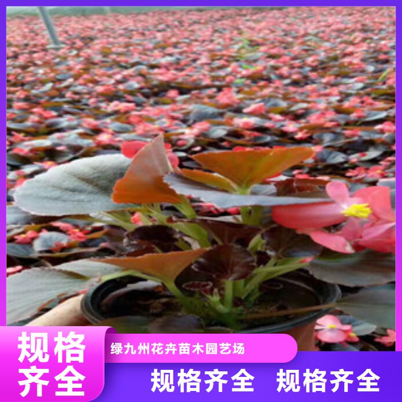 【宿根花卉】鲁冰花/粉黛乱子草拒绝伪劣产品