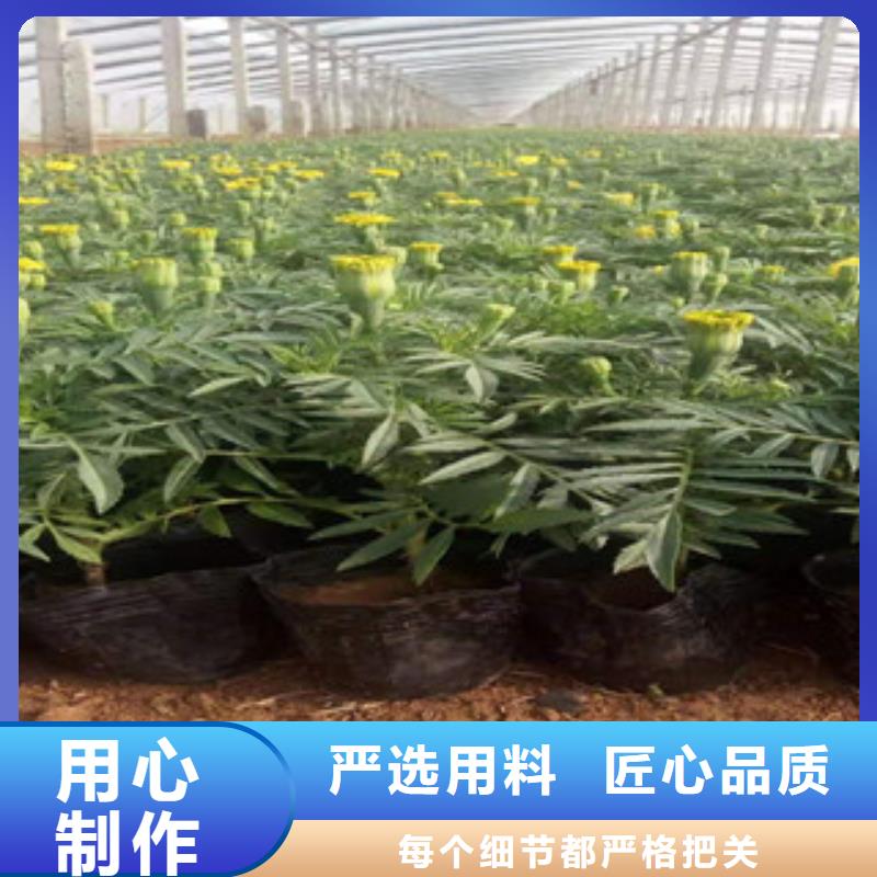 宿根花卉鲁冰花/粉黛乱子草严谨工艺