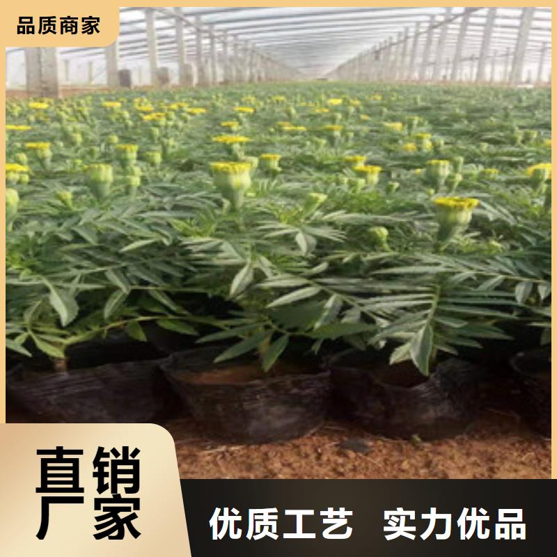 宿根花卉水生植物/荷花睡莲品质可靠