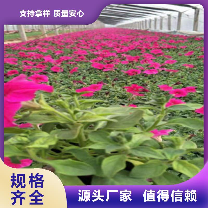 【宿根花卉】时令花卉/绿化草花价格大库存无缺货危机