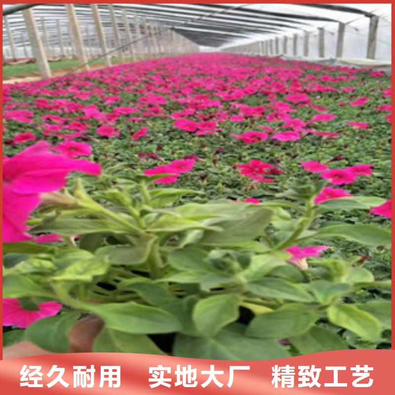 宿根花卉,耐寒耐旱草花基地严选好货