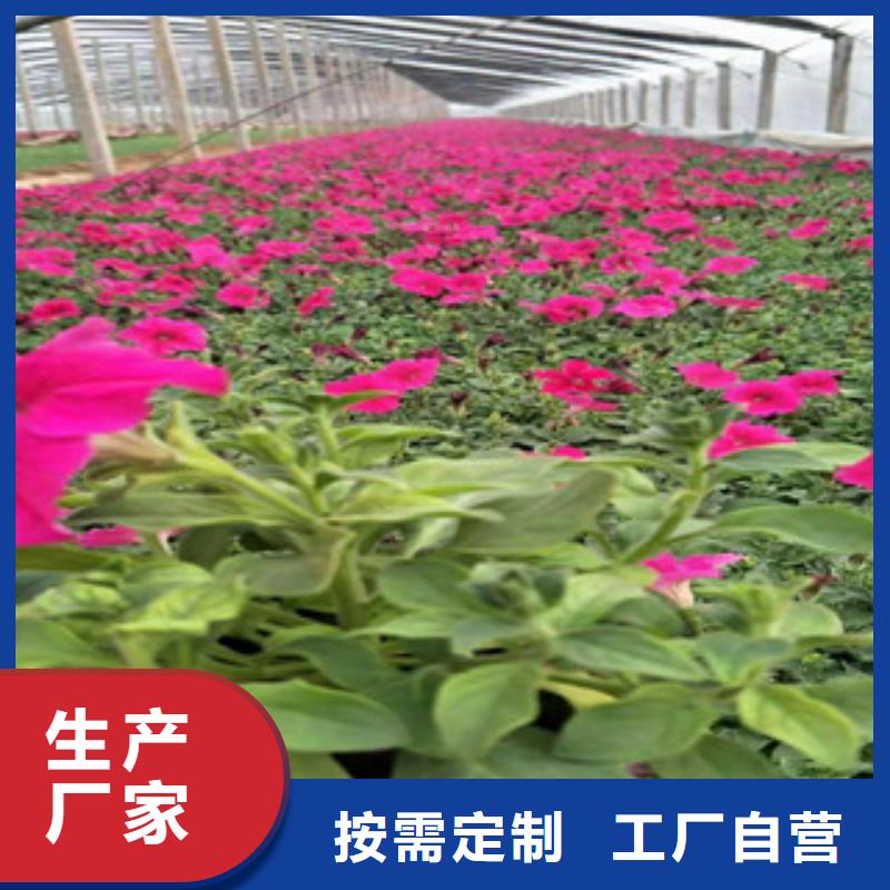 宿根花卉,时令花卉/绿化草花价格质量无忧