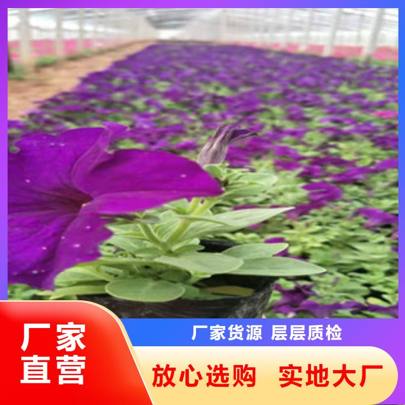 宿根花卉耐寒耐旱草花基地源头厂家直销