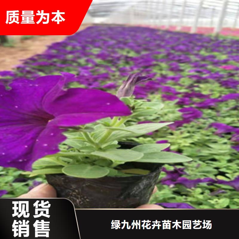 宿根花卉鲁冰花/粉黛乱子草严谨工艺