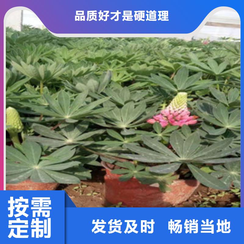 宿根花卉时令花卉/绿化草花价格厂家直营