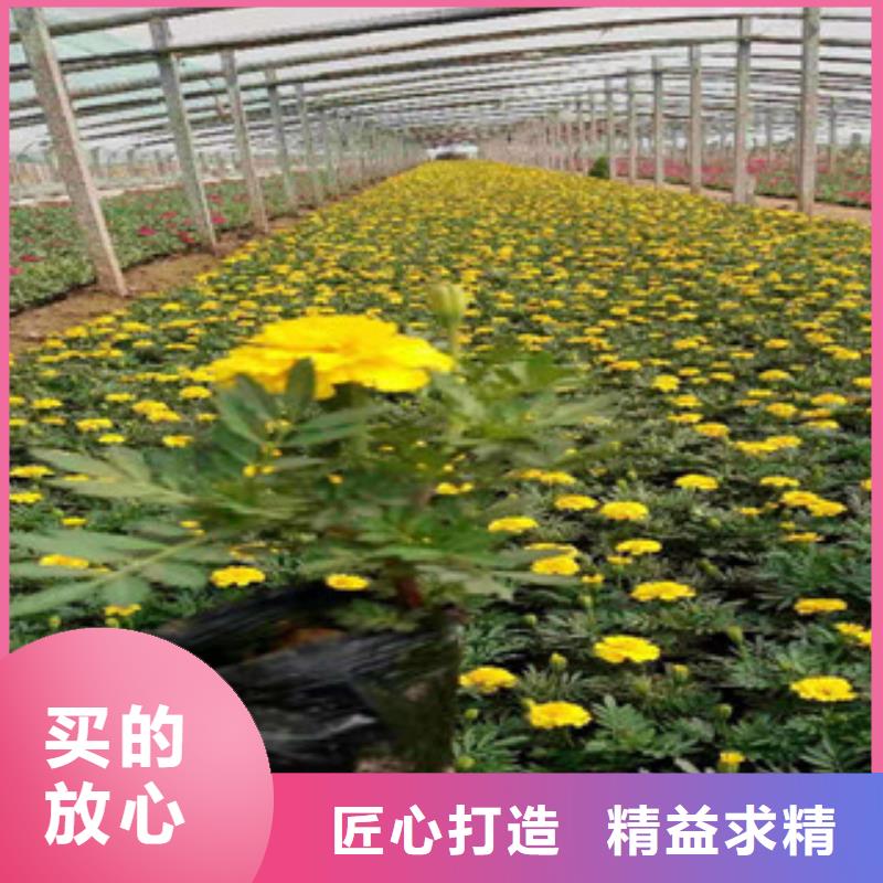 宿根花卉水生植物/荷花睡莲专业完善售后