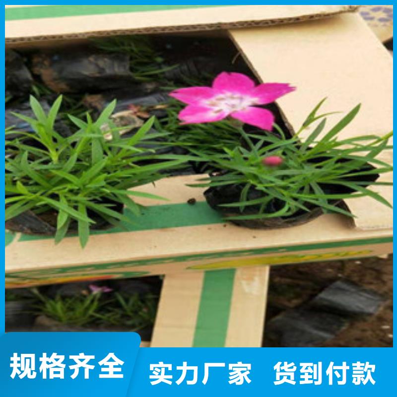 宿根花卉水生植物/荷花睡莲专业生产设备