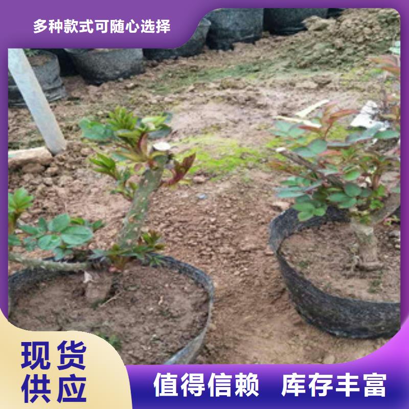 花海景观水生植物/荷花睡莲自产自销