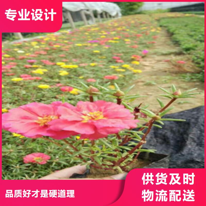 花海景观,耐寒耐旱草花基地让利客户